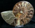 Stunning Cut & Polished Ammonite #6876-2